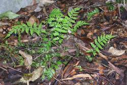 Asplenium ×lucrosum. Bulbils and young plants establishing amongst leaf litter.
 Image: L.R. Perrie © Te Papa CC BY-NC 3.0 NZ